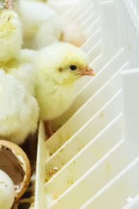 Generated Image October 15, 2025 - 4_29PM