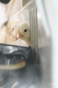 Generated Image October 19, 2025 - 11_19AM